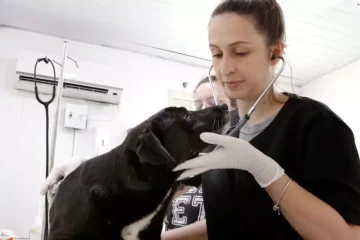 Centro de Bem-Estar Animal de Joinville lança canal de emergência para socorro de animais sem tutores