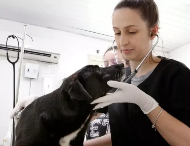 Centro de Bem-Estar Animal de Joinville lança canal de emergência para socorro de animais sem tutores