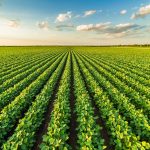 UPL anuncia parceria Brasil com Elemental Enzymes para trazer inovação ao Brasil