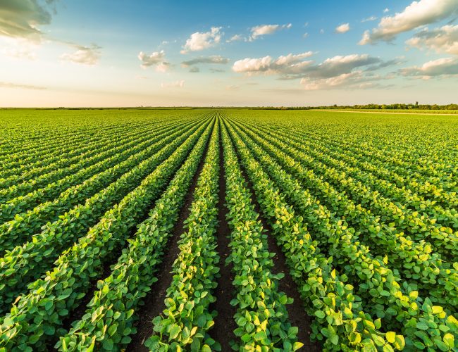 UPL anuncia parceria Brasil com Elemental Enzymes para trazer inovação ao Brasil