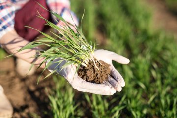 Cauê Lopes Martins analisa como a tecnologia está tornando a fertilização mais precisa